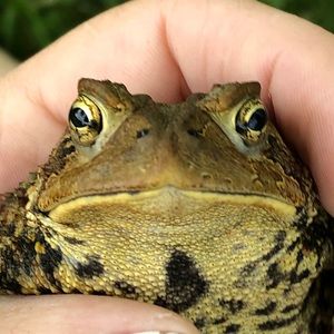 Meet your Posher, Cat